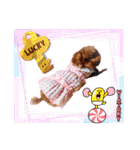 プードル犬マロン5（個別スタンプ：35）