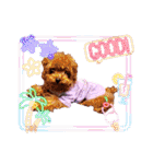 プードル犬マロン5（個別スタンプ：36）