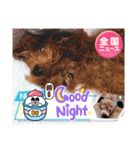 プードル犬マロン5（個別スタンプ：38）