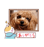 プードル犬マロン5（個別スタンプ：39）