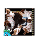 プードル犬マロン5（個別スタンプ：40）