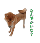 博多弁柴犬ゆしろう★福岡県（個別スタンプ：8）