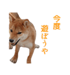 博多弁柴犬ゆしろう★福岡県（個別スタンプ：18）