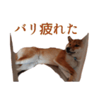 博多弁柴犬ゆしろう★福岡県（個別スタンプ：24）