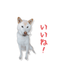 チロルルのスタンプ③（個別スタンプ：5）