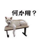 チロルルのスタンプ③（個別スタンプ：8）