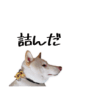 チロルルのスタンプ③（個別スタンプ：10）