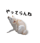 チロルルのスタンプ③（個別スタンプ：11）