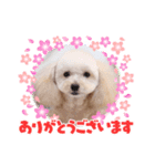 2022.7.31 Mahalo（個別スタンプ：1）