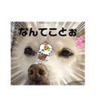 おもちちゃんのキモチ（個別スタンプ：8）