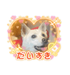おもちちゃんのキモチ（個別スタンプ：12）