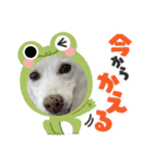 おもちちゃんのキモチ（個別スタンプ：13）