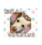 おもちちゃんのキモチ（個別スタンプ：16）