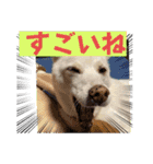 おもちちゃんのキモチ（個別スタンプ：29）