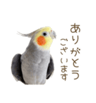 オカメインコこはくちゃん【日常スタンプ】（個別スタンプ：4）