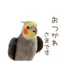 オカメインコこはくちゃん【日常スタンプ】（個別スタンプ：9）