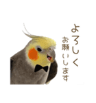 オカメインコこはくちゃん【日常スタンプ】（個別スタンプ：10）