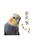 オカメインコこはくちゃん【日常スタンプ】（個別スタンプ：11）