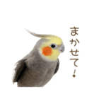 オカメインコこはくちゃん【日常スタンプ】（個別スタンプ：13）