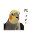 オカメインコこはくちゃん【日常スタンプ】（個別スタンプ：14）