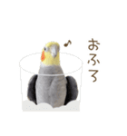 オカメインコこはくちゃん【日常スタンプ】（個別スタンプ：19）