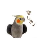 オカメインコこはくちゃん【日常スタンプ】（個別スタンプ：24）