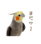 オカメインコこはくちゃん【日常スタンプ】（個別スタンプ：28）