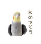 オカメインコこはくちゃん【日常スタンプ】（個別スタンプ：39）