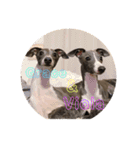 Grace＆Violaイタグレスタンプ（個別スタンプ：1）