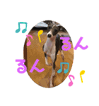 Grace＆Violaイタグレスタンプ（個別スタンプ：13）
