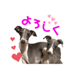 Grace＆Violaイタグレスタンプ（個別スタンプ：15）