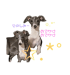 Grace＆Violaイタグレスタンプ（個別スタンプ：17）