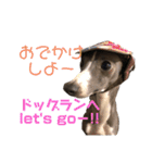 Grace＆Violaイタグレスタンプ（個別スタンプ：22）