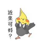 オカメインコ 日常 ニンフ＆ パン｜Ambird（個別スタンプ：14）