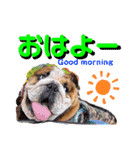 ブルドッグの茶亜助 チャースケ（個別スタンプ：1）
