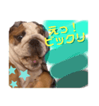 ブルドッグの茶亜助 チャースケ（個別スタンプ：6）