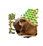 ブルドッグの茶亜助 チャースケ（個別スタンプ：8）