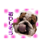 ブルドッグの茶亜助 チャースケ（個別スタンプ：10）
