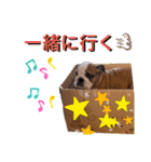 ブルドッグの茶亜助 チャースケ（個別スタンプ：14）