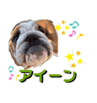 ブルドッグの茶亜助 チャースケ（個別スタンプ：16）