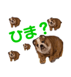 ブルドッグの茶亜助 チャースケ（個別スタンプ：23）