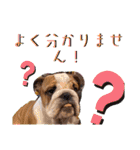 ブルドッグの茶亜助 チャースケ（個別スタンプ：24）