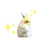 オカメインコ のピノ vol.4（個別スタンプ：2）