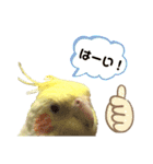 オカメインコ のピノ vol.4（個別スタンプ：6）