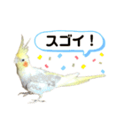 オカメインコ のピノ vol.4（個別スタンプ：29）