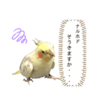 オカメインコ のピノ vol.4（個別スタンプ：31）