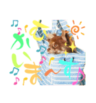 チョコちゃんスタンプ♡*(日常系2)（個別スタンプ：10）
