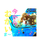 チョコちゃんスタンプ♡*(日常系2)（個別スタンプ：11）