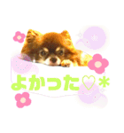 チョコちゃんスタンプ♡*(日常系2)（個別スタンプ：13）