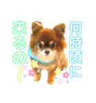 チョコちゃんスタンプ♡*(日常系2)（個別スタンプ：34）